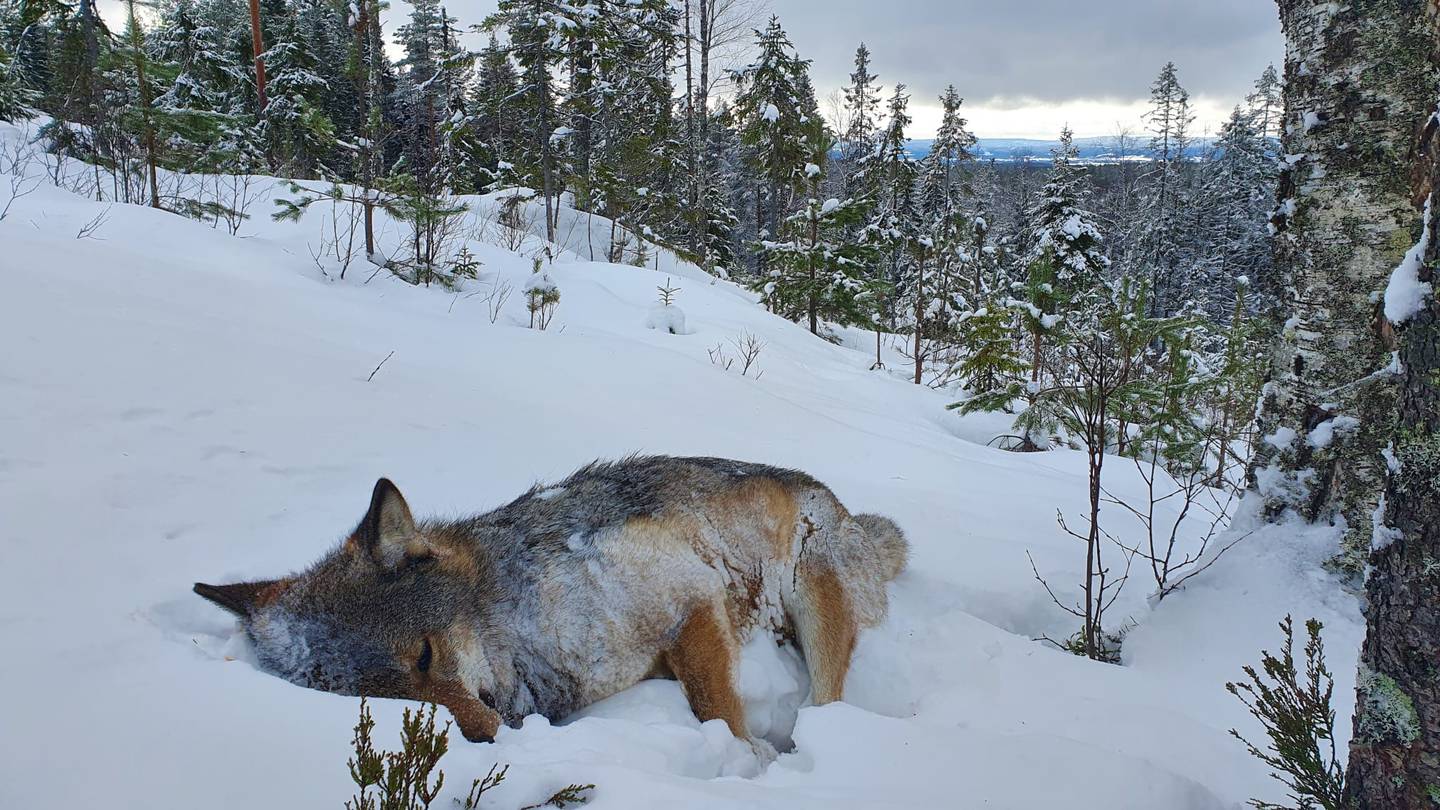 Denne ulvetispa var blant ulvene som ble felt i februar av Statens naturoppsyn på oppdrag fra Klima- og miljødepartementet.