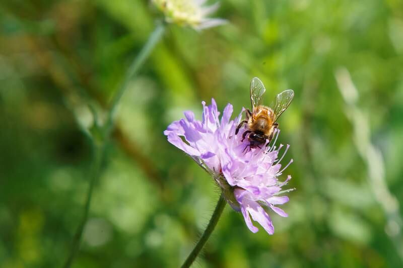 BIEVENNLIG: Det summer av liv i slåttemarkene, som er viktige for både humler, bier og mange andre insekter. 