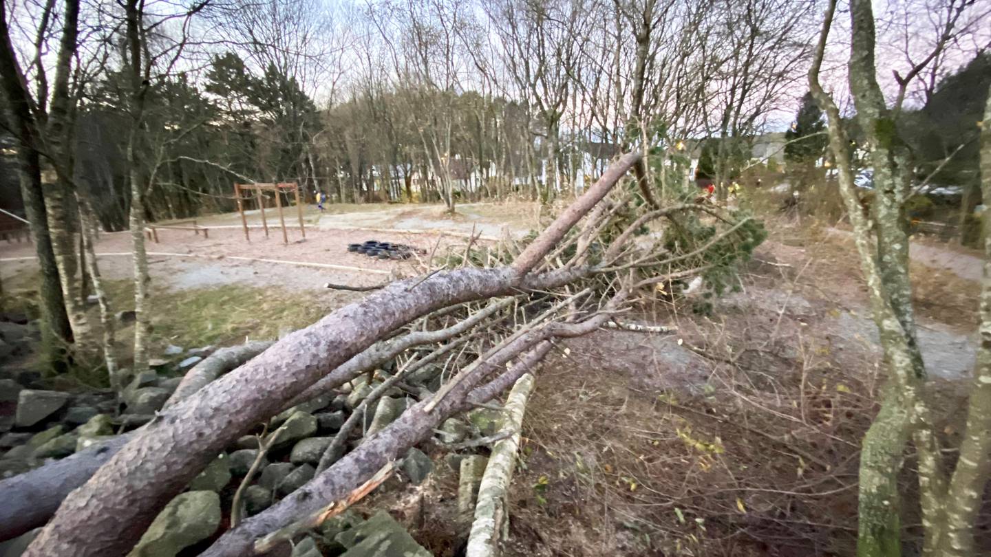 Stavanger kommune feller trær som er farlige for omgivelsene. Dette treet sto i skogen mellom Gausel skole og Dronningåsen barnehage, og ble felt denne uken.