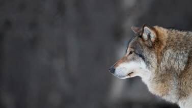 Rekordmange ulver kan skytes i Sverige