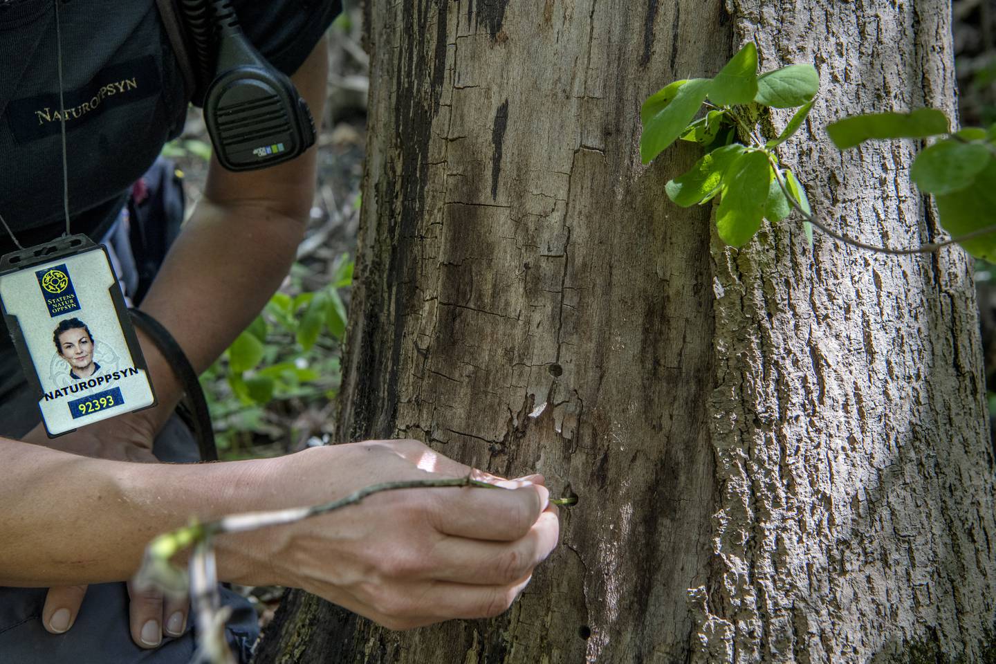Borehullene i trærne som ble forgiftet, er små og knapt nok synlige selv på kort avstand, men Statens naturoppsyn fant dem like fullt.