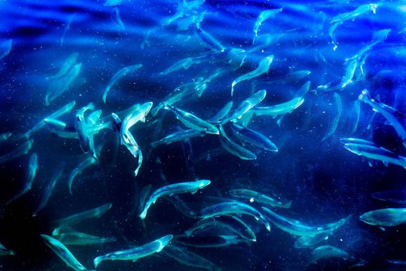 Fiskeavfall kan bli nye produkter vi enda ikke kjenner til, mener KrF som foreslår 150 millioner kroner til et nytt program i bioøkonomi i sitt alternative budsjett. 