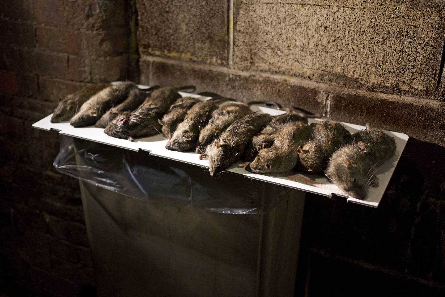 New York invaderes av rotter.