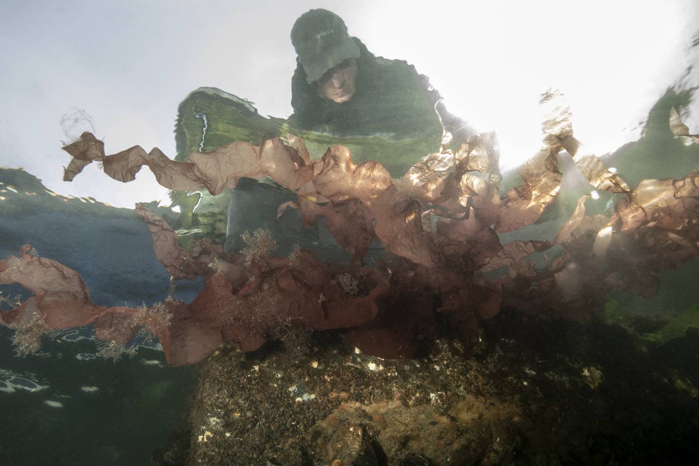 Djevletunge is a red algae that can grow up to three meters in length.  In 2019, it was discovered for the first time in Norway.  According to the Institute of Marine Research, the species 