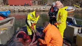 Død hval i Skjebergkilen undersøkt og senket igjen