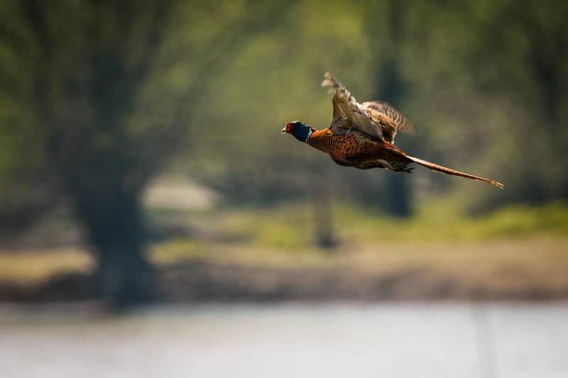 A pheasant in flight