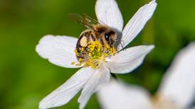 Tørke i Sør-Norge fører til krevende forhold for norske bier