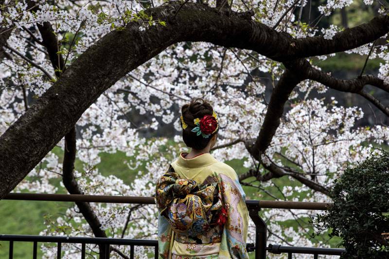 Kirsebærbløming og geishaer er symbol på Japan. Fumiko Hayashi skriv lettare syrleg om begge i klassikaren «Lausgjengar», som no fins på norsk i Ika Kaminka si omsetjing.