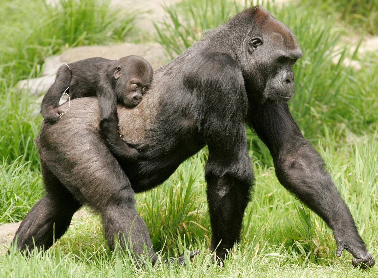 Hasani, a six-month old western lowland gorilla, rides in the back of his surrogate mother Bawang at the San Francisco Zoo in San Francisco, Friday, June 5, 2009. Hasani, who's name means "handsome" in Swahili, is the first gorilla born in captivity at the zoo in 11 years.  Bawang, who's 29 years old, became the baby gorilla's surrogate mother after his birth mother Monifa showed no interest in raising him. The western lowland gorilla's natural habitat is in Central Africa. It is currently on the critically endangered list.   (AP Photo/Marcio Jose Sanchez)