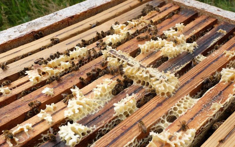 Honningen produseres på trerammer som henger inne i kassen. Hver ramme kan få opptil 2,2, kilo honning. FOTO: ENDRE STANGEBY