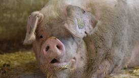 Høyres landbruksnettverk krever nye grep i svinenæringen 