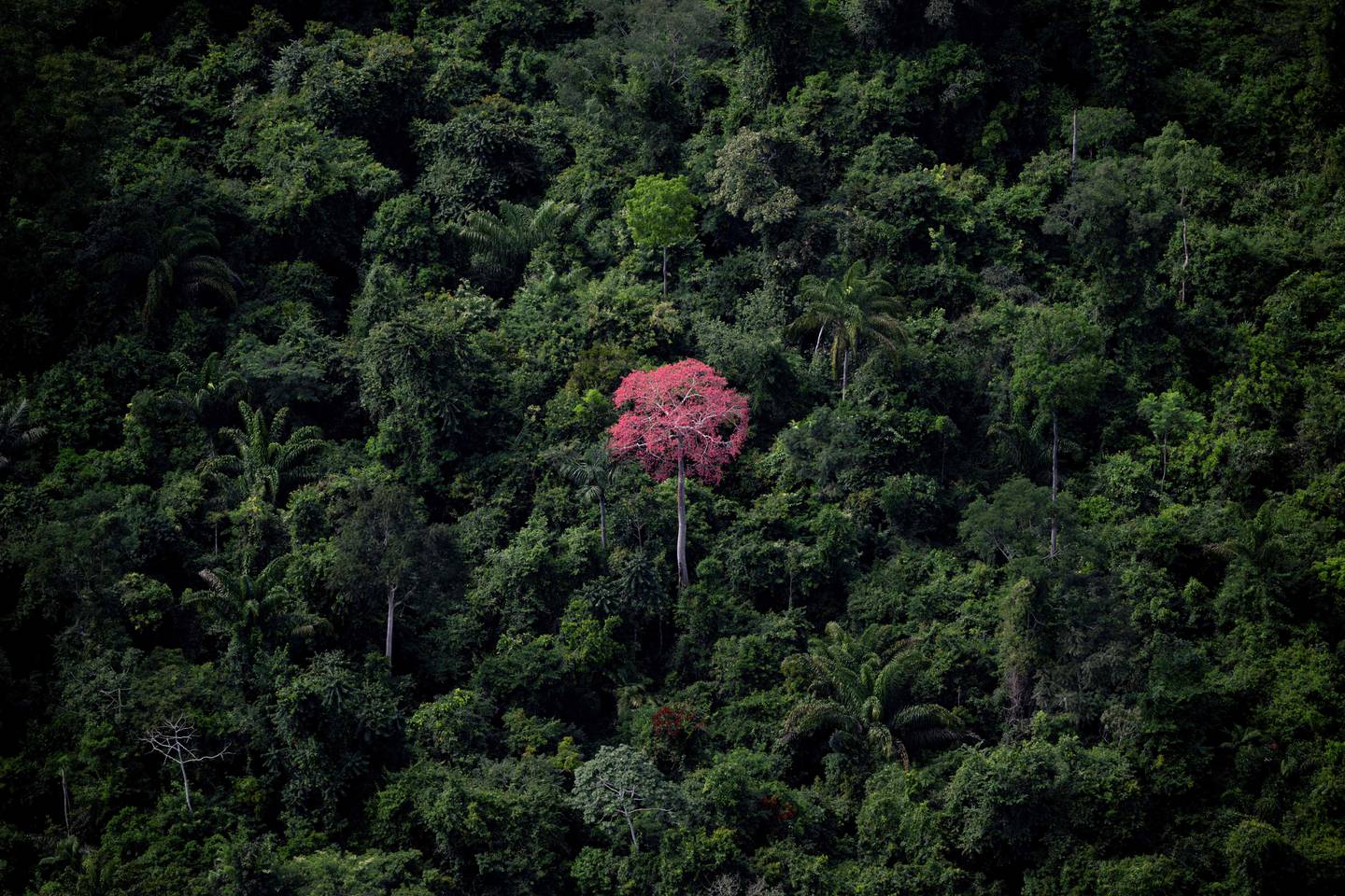 Oversiktsbilde fra 2023 over regnskogen sett fra Canaã dos Carajás i delstaten Pará i Brasil.