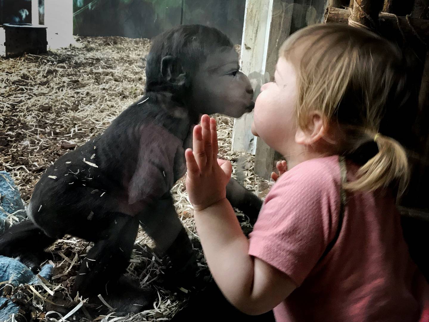 Spontant kyss! Den vesle gorillababyen Nuru og danske Nellie (2) fant tonen gjennom glassveggen.