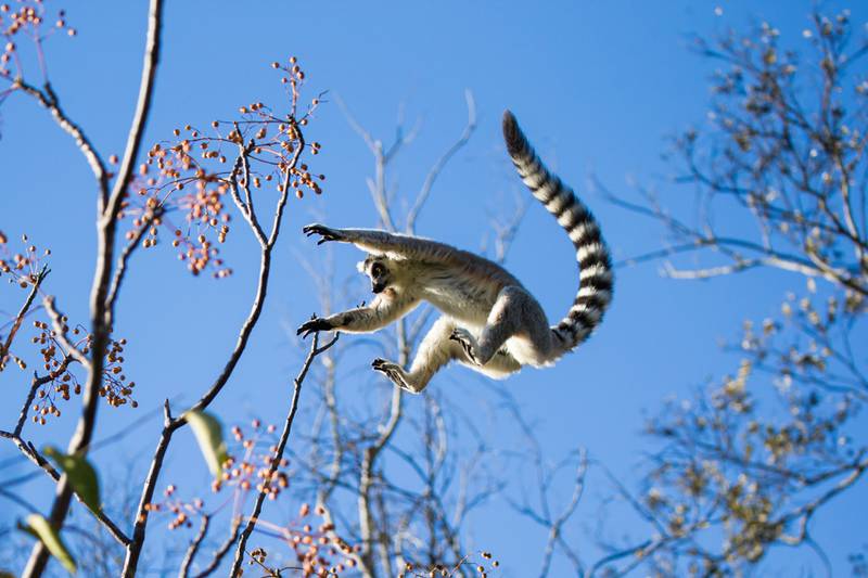 Lemurer er et av verdens aller kuleste dyr! For å se dem i vill tilstand må du til Madagaskar.
