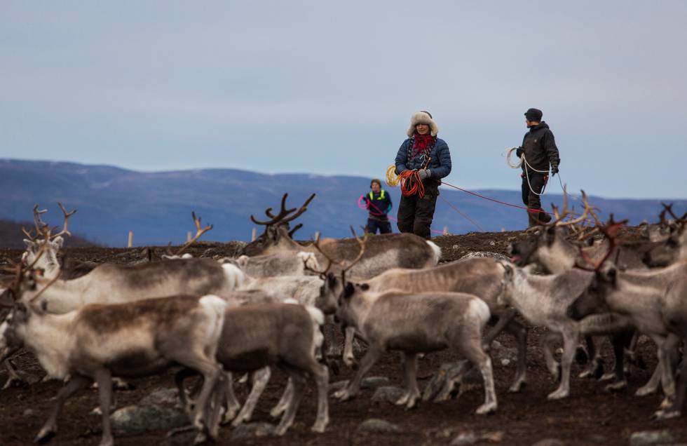 REIN: Den etablerte forestillingen om overbeiting på Finnmarksvidda er feil, mener professor   Tor A. Benjaminsen. FOTO: TORE MEEK/NTB SCANPIX