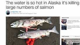 Klimaendringer dreper laksen i Alaska: Vannet er rett og slett for varmt