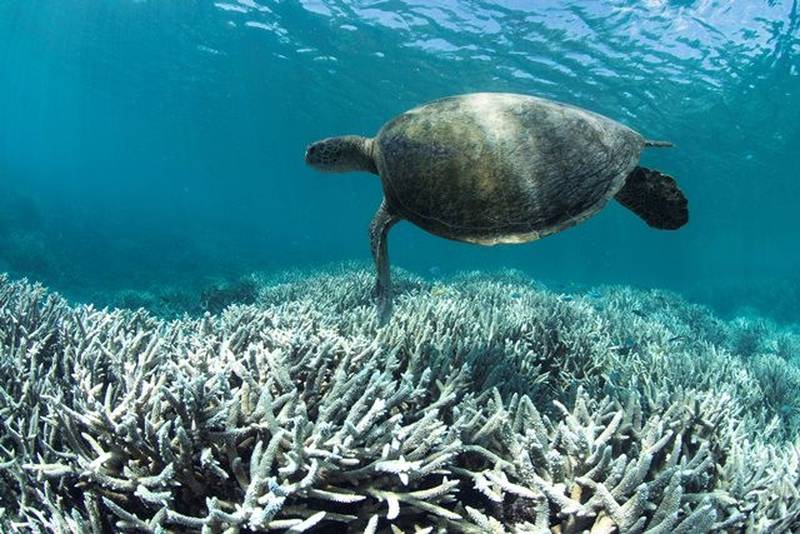 Great Berrier Reef er rammet av det lengste tilfellet av korallbleking som er målt, også så langt sør som
Hebron Island. Selv om hendelsen har rammet kraftigst i nord, er også rev lenger sør berørt.