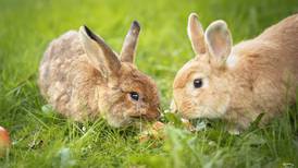 Kaniner i det fri er utsatt for sykdom, rovdyr og helseplager