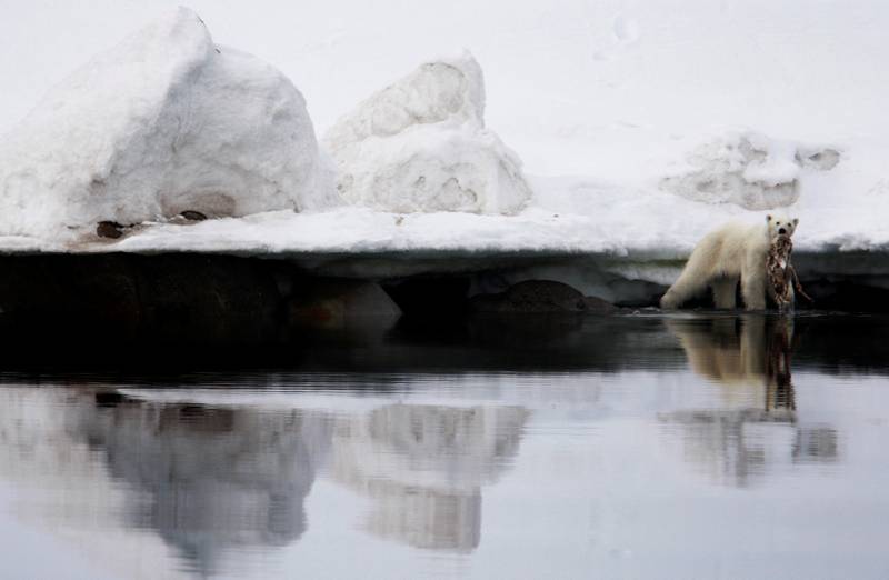Isbjørnen føder unger og jakter sel ved iskanten. Når isen beveger seg nordover fra land mister isbjørnen sitt naturlige habitat og får vansker med å finne mat.