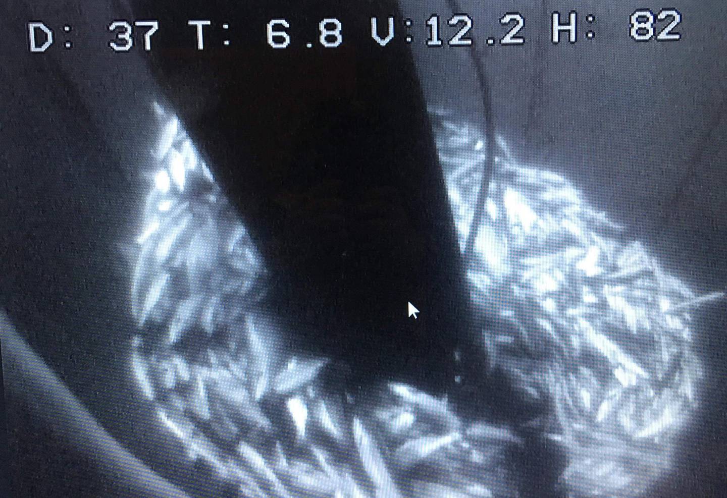Rotvik  20190527.
Bilde tatt av overvåkingskamera hos Salaks AS viser død laks i bunnen av en merd, etter at algene Chrysochromulina leadbeateri invaderte oppdrettsanlegget. 
Foto: Salaks AS / NTB scanpix
