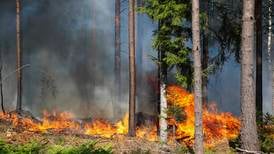 Skogbrannfare i store deler av Sør-Norge