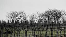 Store deler av årets franske vinproduksjon er ødelagt av frost