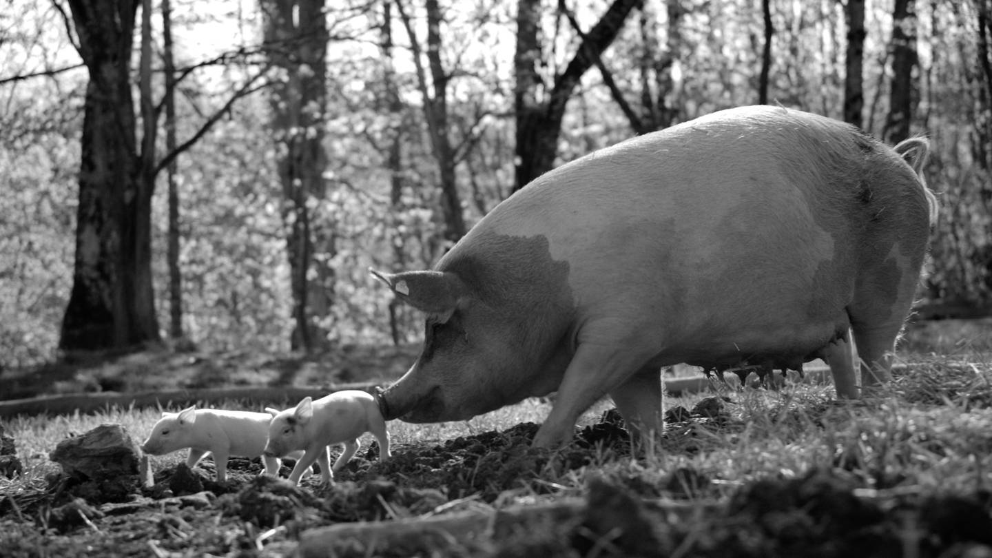 Dokumentarfilmen «Gunda», innspilt på en norsk gård, er framfor alt en film på dyrenes egne premisser som både rører og morer.