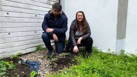 Hagetyveri: Noen gravde opp treet til Elise og James