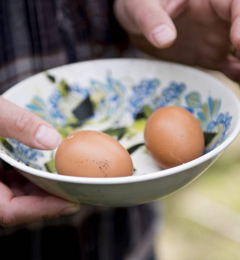 PRODUKTIVE: Hver av hønene legger i snitt ett egg om dagen.