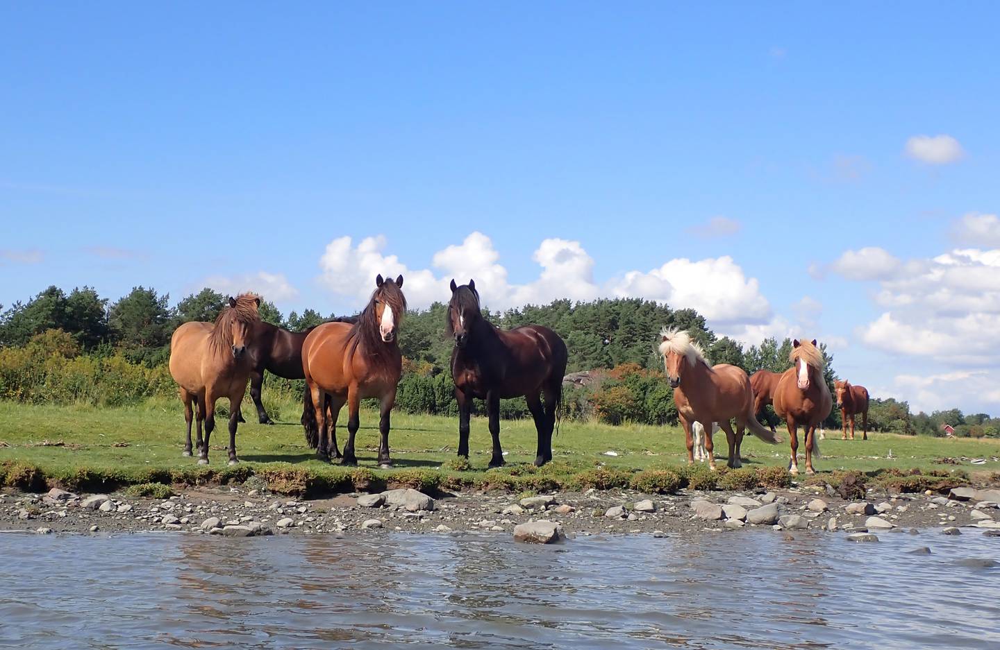 Hester på sommerbeite ved havna i Torsnes.