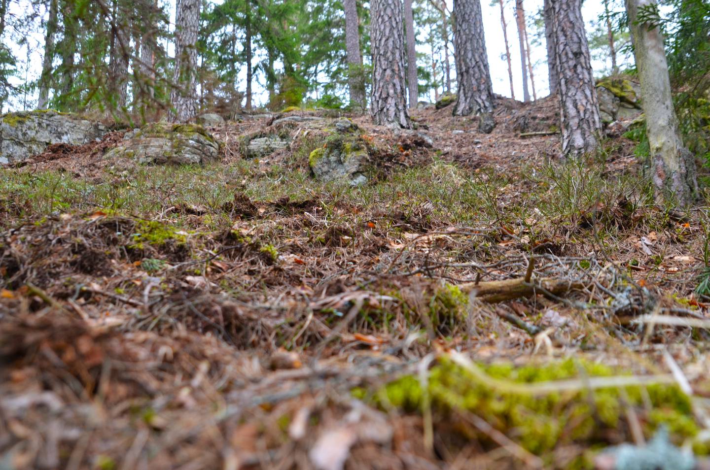 Villsvin roter og graver i jorda. I skogene ved svenskegrensa trenger du ikke gå langt før de første tegnene på at villsvin har lett etter planterøtter i skogbunnen dukker opp.