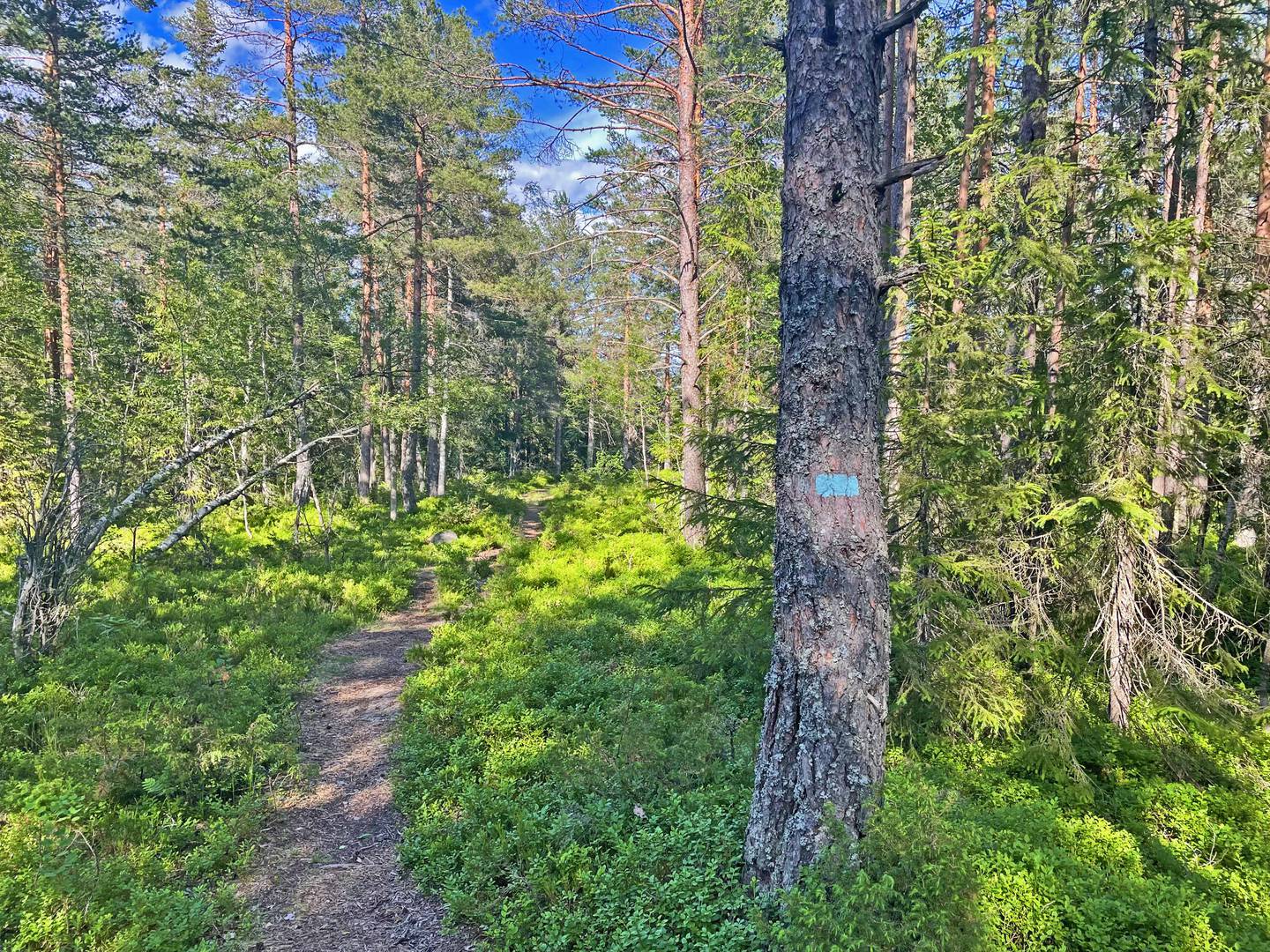 Idylliske Kolletjern ligger ved den blåmerka stien mellom Skjærsvannet og Gjevlekollen.