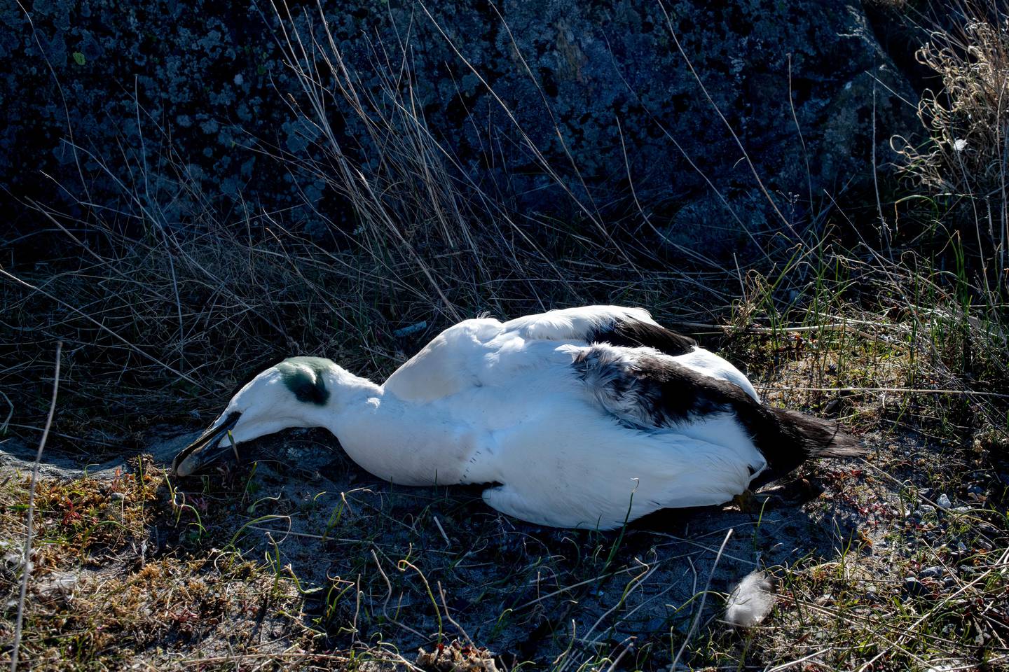 Død ærfugl på øya Taralden, Larkollen, Rygge, april 2020. Foto: Mimsy 