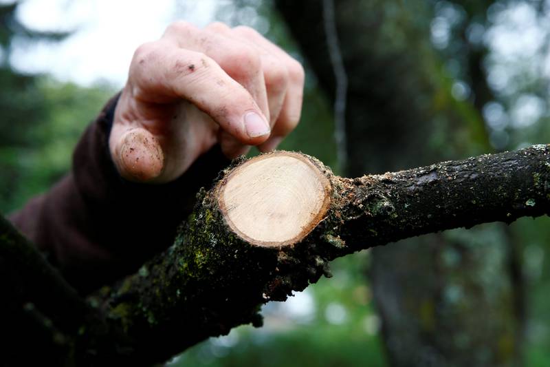 Hvis det er for kaldt, kan store sårsnitt gi en betydelig belastning for treet. FOTO: HEIKO JUNGE/NTB SCANPIX