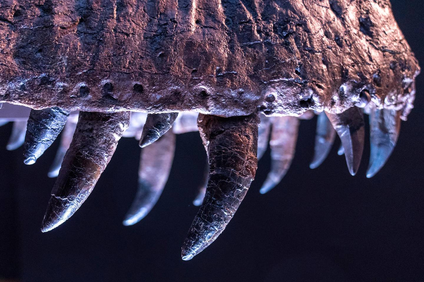 A detail of Stan's teeth, one of the largest and most complete Tyrannosaurus rex fossil discovered, is on display, Tuesday, Sept. 15, 2020, at Christie's in New York. The T. rex named after the paleontologist who first found the skeleton's partially unearthed hip bones, will be auction on Oct. 6, 2020 and will be on public view from Sept. 16 - Oct. 21, 2020 to pedestrians through Christie's floor-to- ceiling gallery windows and a limited number of in-gallery viewings by appointment. Stan's head on the completed display of is a casting of the original, which is too heavy for the display. (AP Photo/Mary Altaffer)