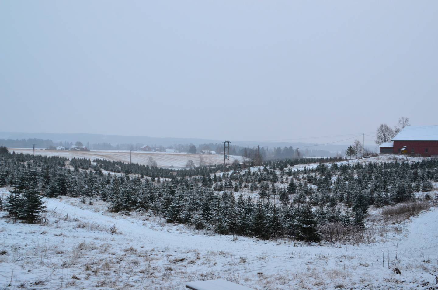 Juletreplantasjen på Røed gård er 120 mål, med stort og smått 30.000 trær. Årlig hogges det mellom 2.000 og 2.500 juletrær.