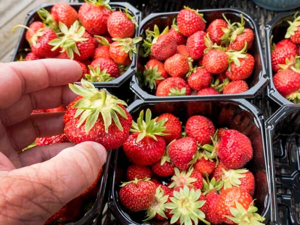 Forskere er i gang med å utvikle robotsensorer som kan måle smaken på jordbær