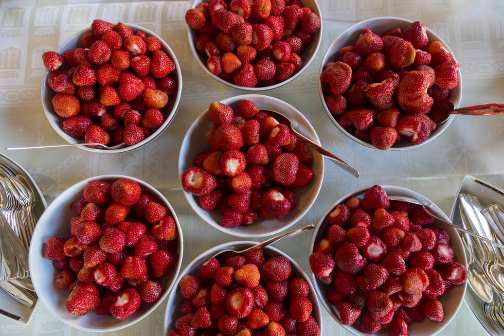 Fra og med i år kan norske jordbær kjøpes fra slutten av mai til langt ut i september istedenfor kun i sommermåneden. Årsaken er økte investeringer i bedre produksjonsfasiliteter.
Illustrasjonsfoto: Heiko Junge / NTB