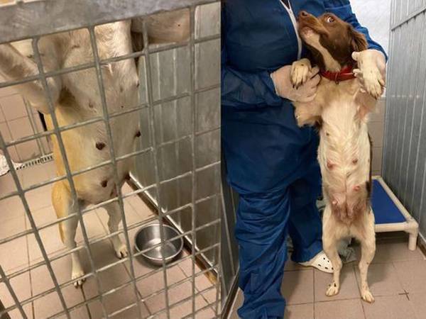 Mattilsynet med storaksjon: hindret ulovlig innførsel av 34 hunder