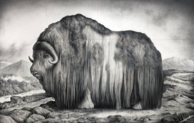 Sverre Malling gir oss et gjensyn med den store tegningen «Norwegian Muskox», som først ble vist på Haugar i februar 2016. Målene 180 x 263 cm er ikke en uvanlig størrelse i hans kunstnerskap.