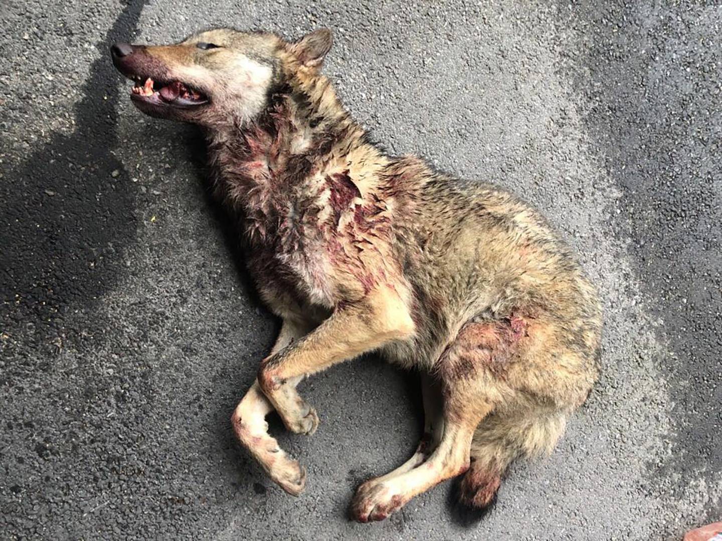 Elverum 20190920. 
En ulv ble påkjørt av en bil på Langholsvegen i Elverum natt til fredag.
Foto: Politiet Innlandet / NTB