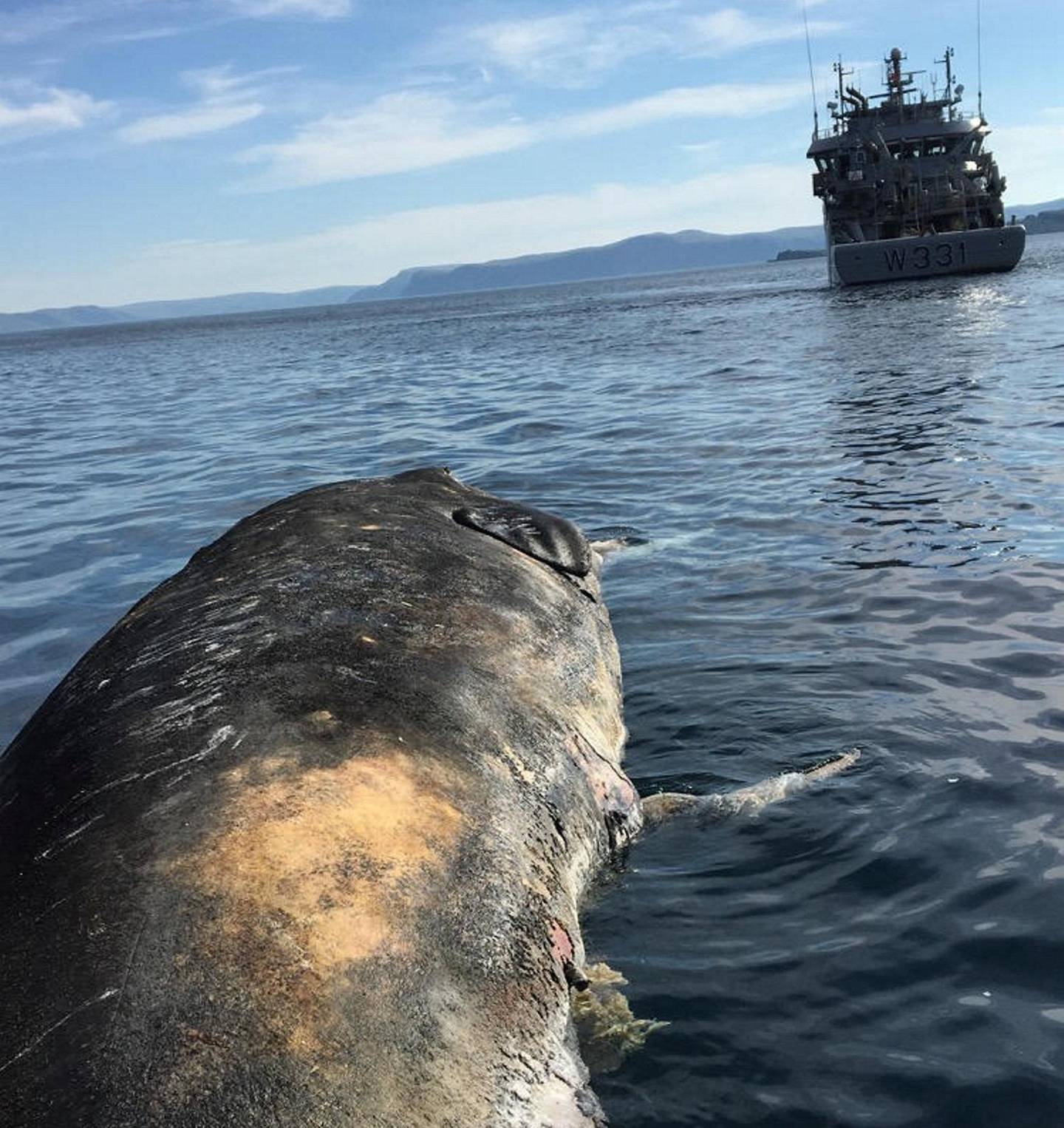 Her er hvalen fra Rolfsøya under slep av KV Farm. Gass i tarmene fører til at de mange tonn tunge dyrene flyter lett i død tilstand.