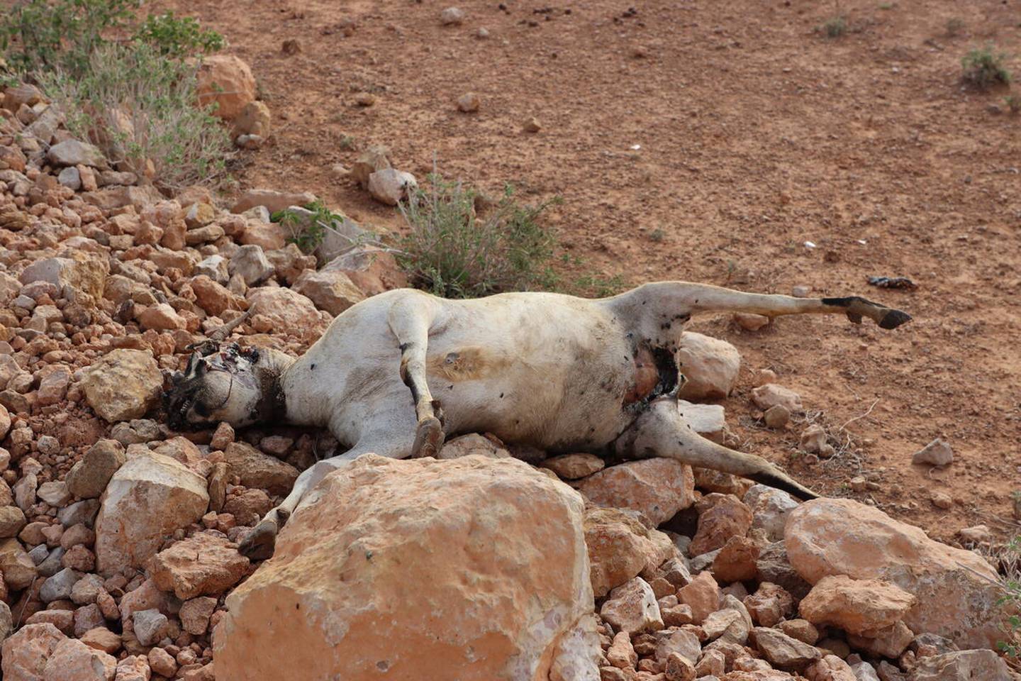 Mange tusen dyr i Somalia dør nå på grunn av vannmangel. Det får store konsekvenser for menneskene som lever av dem.