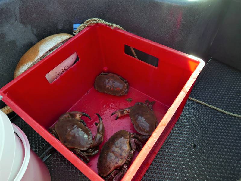 Fangsten i den ene teina er fire krabber. To av dem er gigantiske.