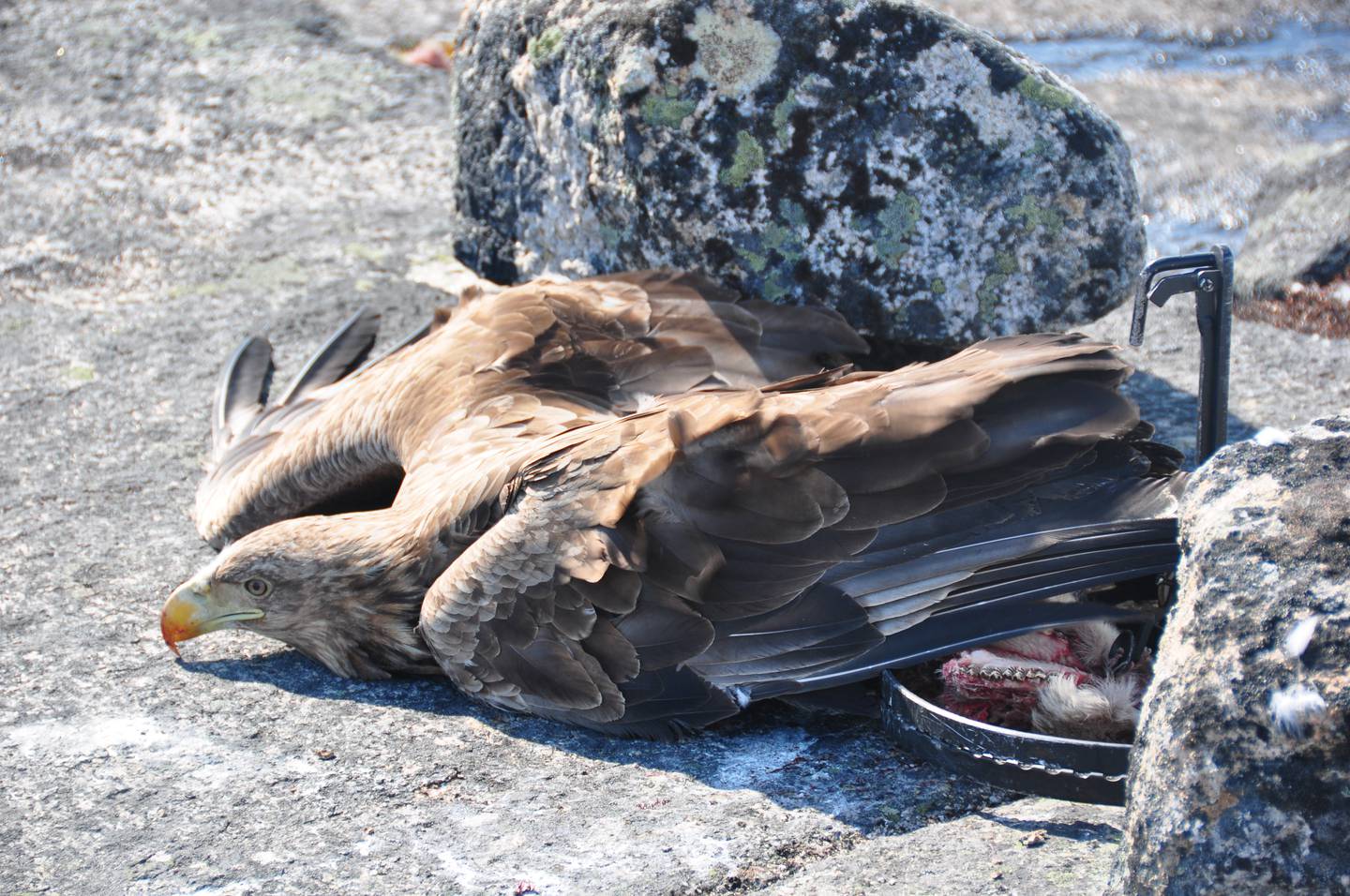 Den ulovlige jakta foregår på mange ulike vis. Denne havørnen satt fast i en fotsaks og var fortsatt i live da den ble funnet i Hamarøy, men måtte avlives på grunn av skadene.