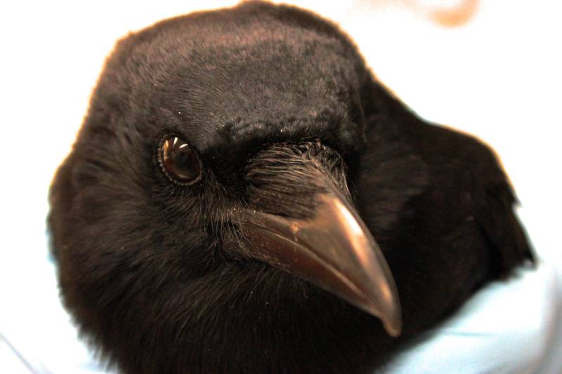 In this Dec. 16, 2015 photo, a crow coming off sedation is held after the bird's brain was scanned at the University of Washington's medical center in Seattle. The crow is part of research inspecting the bird's brain activity at the sight of food. Over the years, University of Washington research has shown crows can recognize individual faces, and pass down through generations whether that face is friend or foe. One of their latest experiments found that crows are also keen observers of death. (AP Photo/Manuel Valdes)
