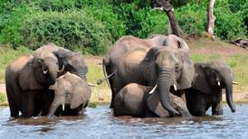 Foreldreløse elefanter finner støtte hos hverandre, viser studie 