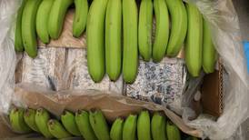 Politiet fant sporingsbrikke i en av banankassene i den store kokainsaken