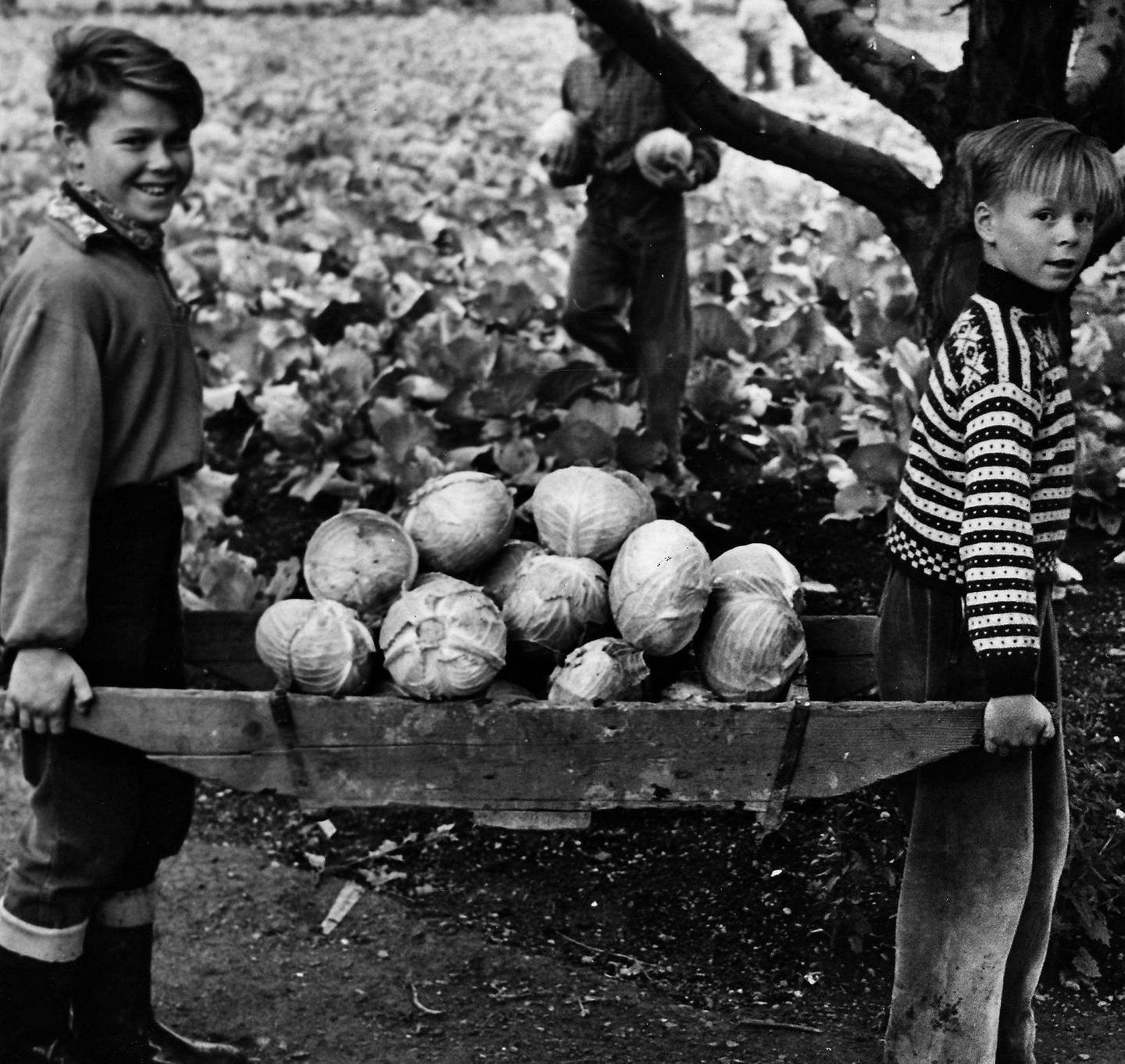Kålhuer høstes på Geitmyra i september 1955.