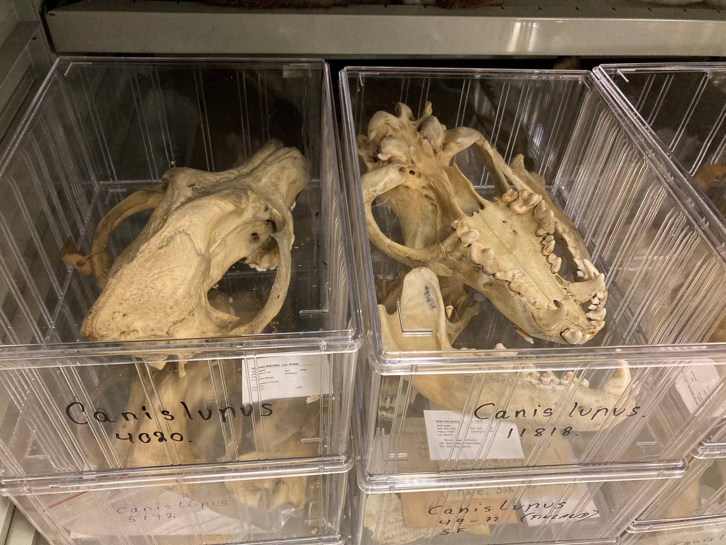 Naturhistorisk museum i Oslo har nå en samling på om lag 160 ulveskaller.